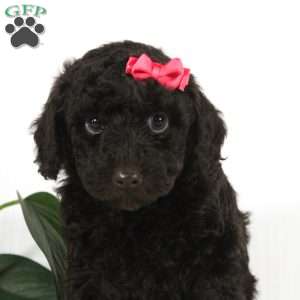 Cocoa, Miniature Poodle Puppy